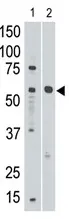 SIGLEC8 (C-term) Rabbit Polyclonal Antibody - image 1