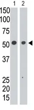 Siglec 7 (SIGLEC7) Rabbit Polyclonal Antibody - image 1