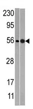 NMD3 (C-term) Rabbit Polyclonal Antibody - image 1