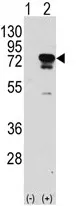 EIF4B Rabbit Polyclonal Antibody - image 1