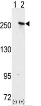 MAP2 (C-term) Rabbit Polyclonal Antibody - image 1
