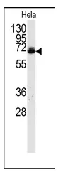 UBQLN2 (N-term) Rabbit Polyclonal Antibody - image 1