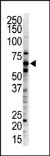 UBQLN2 (C-term) Rabbit Polyclonal Antibody - image 1