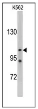 LLGL2 (C-term) Rabbit Polyclonal Antibody - image 1