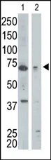 GGA1 (N-term) Rabbit Polyclonal Antibody - image 1