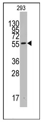 IDO1 (C-term) Rabbit Polyclonal Antibody - image 1