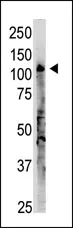 OAS3 (C-term) Rabbit Polyclonal Antibody - image 1