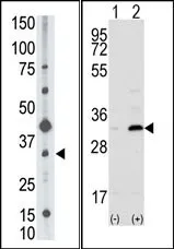 CD82 (C-term) Rabbit Polyclonal Antibody - image 1