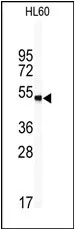 CCN4 (Center) Rabbit Polyclonal Antibody - image 1