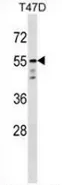AKT1 (C-term) Rabbit Polyclonal Antibody - image 1
