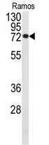 CDC25B Rabbit Polyclonal Antibody - image 1
