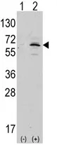 APPBP1 (NAE1) (C-term) Rabbit Polyclonal Antibody - image 1