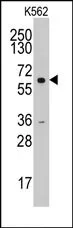 Cyclin A2 (CCNA2) (N-term) Rabbit Polyclonal Antibody - image 1
