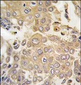 MAPK4 (N-term) Rabbit Polyclonal Antibody - image 1