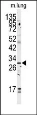GOLPH3 (C-term) Rabbit Polyclonal Antibody - image 1