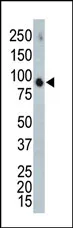 MAPK4 (C-term) Rabbit Polyclonal Antibody - image 1