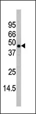 MAPK11 (C-term) Rabbit Polyclonal Antibody - image 1