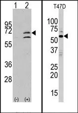 MAPK15 (N-term) Rabbit Polyclonal Antibody - image 1