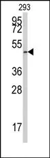 E2F1 Rabbit Polyclonal Antibody - image 1