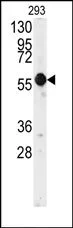 E2F1 Rabbit Polyclonal Antibody - image 1