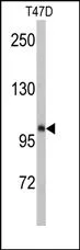 BUB1 (C-term) Rabbit Polyclonal Antibody - image 1