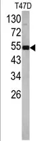 EEF1A1 (N-term) Rabbit Polyclonal Antibody - image 1