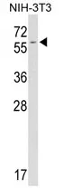 FKBP9 (C-term) Rabbit Polyclonal Antibody - image 1