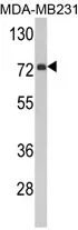 FMO3 (N-term) Rabbit Polyclonal Antibody - image 1