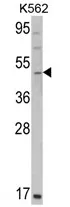 GATA2 (C-term) Rabbit Polyclonal Antibody - image 1