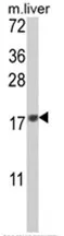 MAFF Rabbit Polyclonal Antibody - image 1