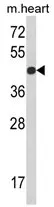 RGP1 (C-term) Rabbit Polyclonal Antibody - image 1