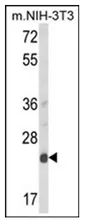 DERL1 (C-term) Rabbit Polyclonal Antibody - image 1