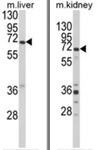 EHHADH (C-term) Rabbit Polyclonal Antibody - image 1