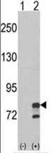 GMP Synthase (GMPS) (Center) Rabbit Polyclonal Antibody - image 1