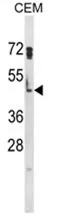 HSPA7 / HSP70B Rabbit Polyclonal Antibody - image 1