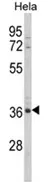 MDFIC (N-term) Rabbit Polyclonal Antibody - image 1