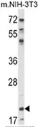 NIP7 (C-term) Rabbit Polyclonal Antibody - image 1