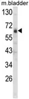 SIGLECL1 (SIGLEC12) (C-term) Rabbit Polyclonal Antibody - image 1