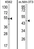 WDSUB1 (Center) Rabbit Polyclonal Antibody - image 1