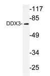 DDX3 (DDX3X) Rabbit Polyclonal Antibody - image 1