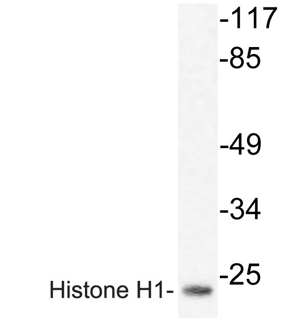 H10 (H1F0) Rabbit Polyclonal Antibody - image 1