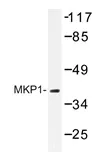 DUSP1 Rabbit Polyclonal Antibody - image 1