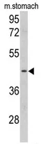 CLUAP1 (C-term) Rabbit Polyclonal Antibody - image 1
