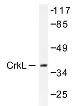 CRKL Rabbit Polyclonal Antibody - image 1