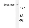 Separase (ESPL1) Rabbit Polyclonal Antibody - image 1
