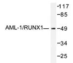 RUNX1 Rabbit Polyclonal Antibody - image 1
