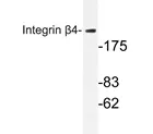 Integrin beta 4 (ITGB4) Rabbit Polyclonal Antibody - image 1
