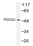 PDCD4 Rabbit Polyclonal Antibody - image 1