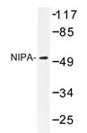 NIPA (ZC3HC1) Rabbit Polyclonal Antibody - image 1