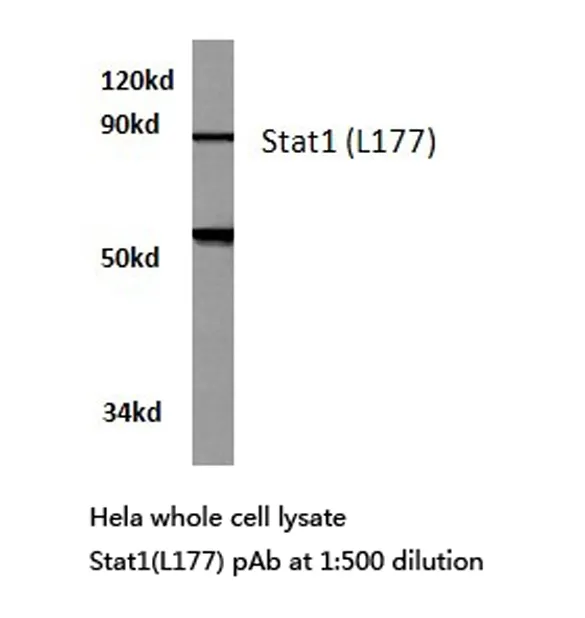 STAT1 Rabbit Polyclonal Antibody - image 1